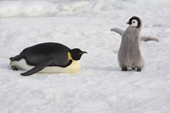 Emperor Penguin Chick spreads its tiny wings by its parent. Snow Hill. Antarctica