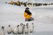 Emperor Penguin chicks run towards a tourist in a yellow jacket who has a camera. Snow Hill Island. Antarctica.