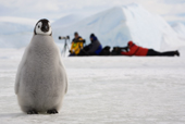 Emperor Penguin chick by a line of photographers. Snow Hill Island. Antarctica.