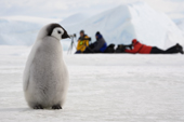 Emperor Penguin chick by a line of photographers. Snow Hill Island. Antarctica.
