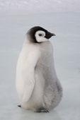Close up of Emperor Penguin Chick in profile. Snow Hill Island colony. Antarctica