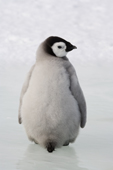 Close up of Emperor Penguin Chick from behind looking over its shoulder. Snow Hill Island colony. Antarctica