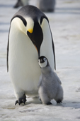 Emperor Penguin with small chick. Snow Hill Island colony. Antarctica