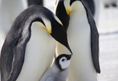 Adult Emperor penguins with their chick, it is asking for food. Snow Hill Island. Antarctica