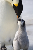 Adult Emperor penguin with its chick, the chick is asking for food. Snow Hill Island. Antarctica