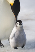 Adult Emperor penguin with its very small chick. Snow Hill Island. Antarctica