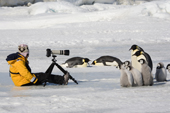 A pretty girl with a camera draws an audience of Emperor Penguins and their chicks. Snow Hill Island. Antarctica.