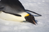 With the temperature below zero and all water frozen, a thirsty Emperor Penguin eats snow. Snow Hill Island. Antarctica.