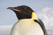 Emperor Penguin adult portrait, clearly showing mandibular plate and auricular patches. Snow Hill. Antarctica.