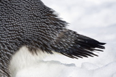 Stiff feathers on the tail of an Emperor Penguin adult. Antarctica.