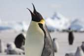 Emperor Penguin calling. Snow Hill Island colony. Antarctica