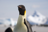 Emperor Penguin watches a visitor. Snow Hill Island colony. Antarctica