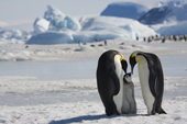 Emperor Penguin adults display to a chick amongst the icebergs at Snow Hill Island colony. Antarctica.