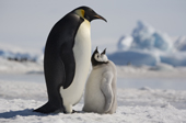 Emperor Penguin adult is pestered to feed its chick amongst the icebergs at Snow Hill Island colony. Antarctica.