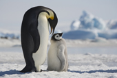 Emperor Penguin adult displays to its chick amongst the icebergs at Snow Hill Island colony. Antarctica.