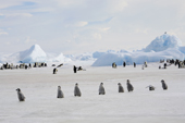 Lines of Emperor penguin chicks move from group to group while they wait to be fed. Snow Hill Island Colony. Antarctica