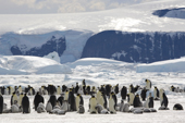Emperor penguin adults and chicks with a backdrop of mountains and Glaciers on James Ross Island. Snow Hill Island Colony. Antarctica