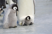 Emperor penguin with a small chick on its feet, beside a healthy well grown chick. Snow Hill Island Colony. Antarctica
