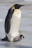 Emperor penguin with a small chick on its feet. Snow Hill Island Colony. Antarctica