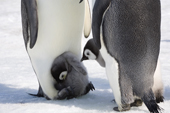 Emperor penguin chick on its parents feet is pecked by a large, healthy chick. Snow Hill Island Colony. Antarctica