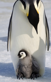 Emperor penguin adult communicates with a small chick on its feet. Snow Hill Island Colony. Antarctica