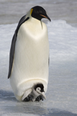 Emperor penguin adult with a small chick on its feet. Snow Hill Island Colony. Antarctica