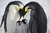 Two Emperor penguin adults display to two chicks. Snow Hill Island Colony. Antarctica