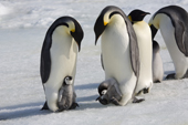 Two Emperor penguin adults with chicks on their feet. Snow Hill Island Colony. Antarctica