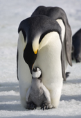 Emperor penguin adult communicates with a small chick on its feet. Snow Hill Island Colony. Antarctica