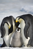 Adult Emperor Penguins with a large, healthy chick they have raised. Snow Hill Island. Antarctica