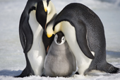 Adult Emperor Penguins lean over a large, healthy chick they have raised. Snow Hill Island. Antarctica