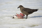 Brown Skua feeds on the remains of an Emperor Penguin chick. Snow Hill Island. Antarctica