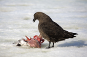 Brown Skua feeds on the remains of an Emperor Penguin chick. Snow Hill Island. Antarctica
