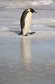 Adult Emperor Penguin walks beside some shiny sea ice as it returns to Snow Hill Island colony. Antarctica