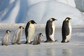 Emperor Penguins, both adults and chicks walk in a line between icebergs. Snow Hill Island. Antarctica