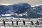 Emperor Penguins walk in a line between icebergs, with a backdrop of the Antarctic Peninsula. Snow Hill Island. Antarctica