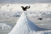 Antarctic Skua displays his white wing patches from a pinnacle of ice at the Snow Hill Island Emperor Penguin Colony. Antarctica