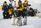 Emperor Penguin chicks pay little attention to the phalanx of wildlife photographers visiting the colony at Snow Hill Island. Antarctica