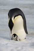 Emperor Penguin with her tiny chick on her feet looks down at it. Snow Hill Island. Antarctica.