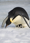 Emperor Penguin with her tiny chick on her feet leans down to get snow to eat. Snow Hill Island. Antarctica.