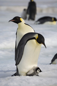 Emperor Penguin with her tiny chick on her feet. Snow Hill Island. Antarctica.