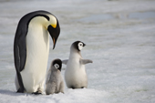 Emperor Penguin with her tiny chick on her feet. see the healthy chick for comparison. Snow Hill Island. Antarctica.