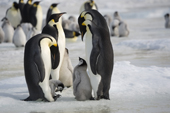 Group of Emperor Penguin parents, one with a tiny chick on its feet. Snow Hill Island. Antarctica.