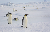 Penguins return across the sea ice to feed their chicks in the Snow Hill Island Emperor Penguin colony. Antarctica.