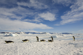 Penguins return across the sea ice to feed their chicks in the Snow Hill Island Emperor Penguin colony. Antarctica.