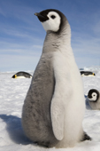 Curious Emperor Penguin chick, fat and downy. Snow Hill Island. Antarctica