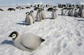 Curious Emperor Penguin chick, fat and downy, in the colony at Snow Hill Island. Antarctica