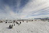 Emperor Penguin colony of mostly chicks, the parents are away getting food. Snow Hill Island. Antarctica