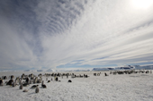 Emperor Penguin colony of mostly chicks, the parents are away getting food, Snow Hill Island. Antarctica