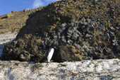 Adelie penguin hurries past an example of Pillow Lava draped by slumped hyaloclastite. Brown Bluff. Antarctica